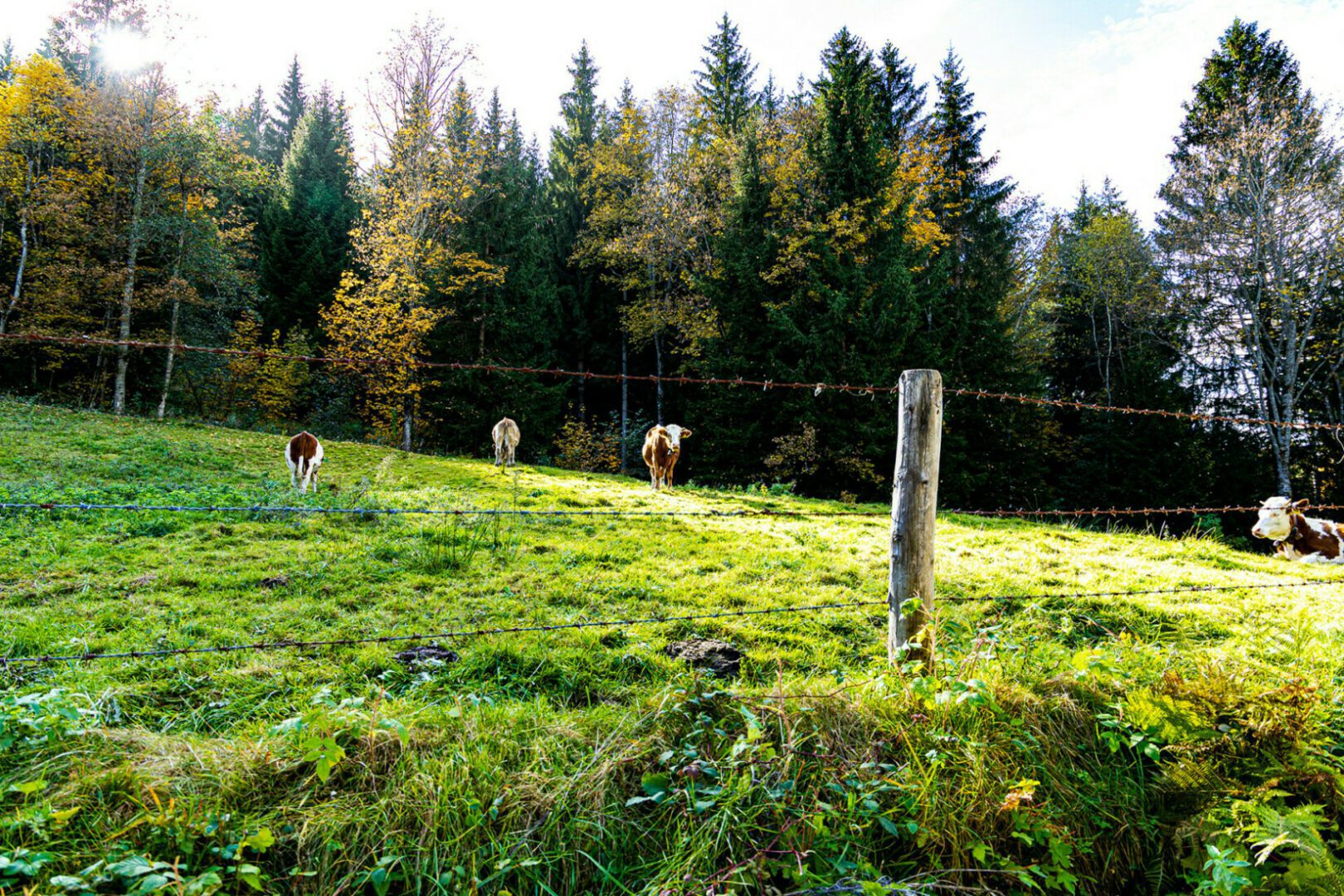 Kuh Hörnle Winterweg