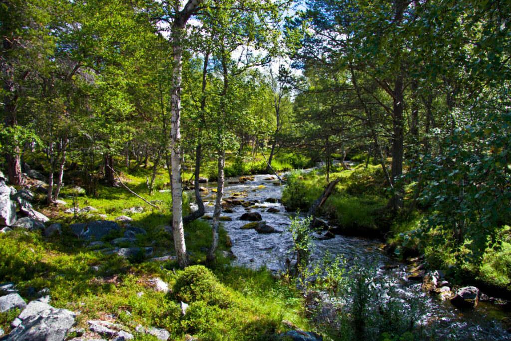 Waldbaden in Norwegen