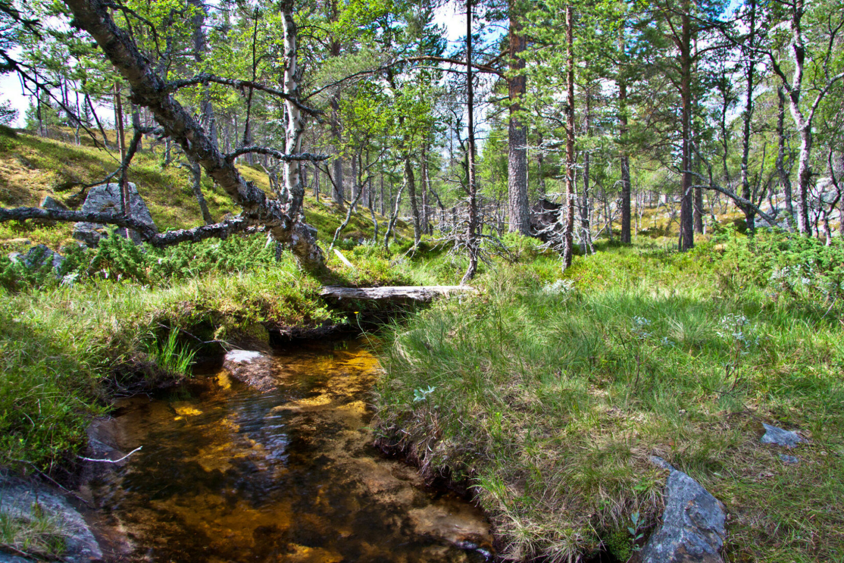 Wald