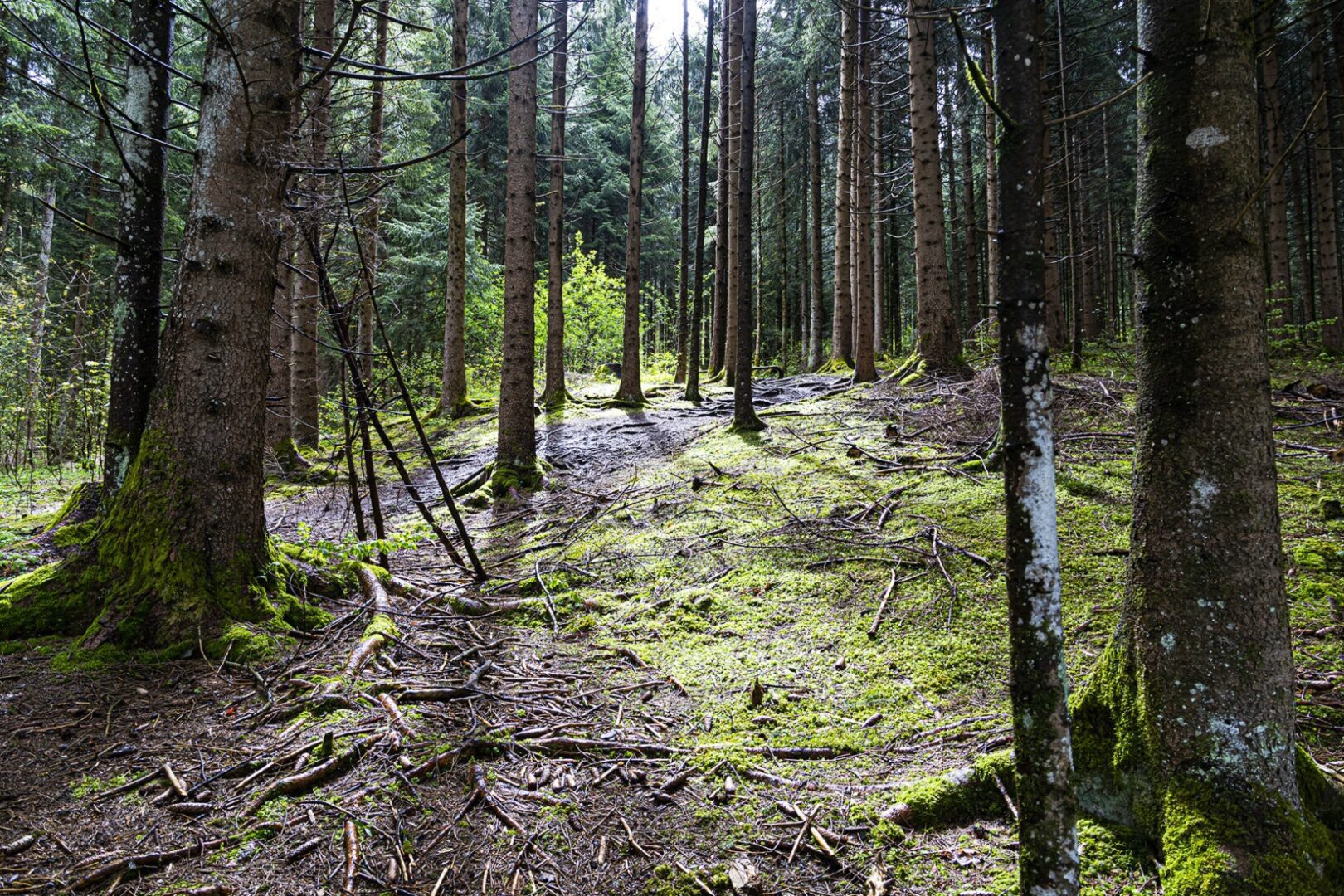 Wald Drehhütte