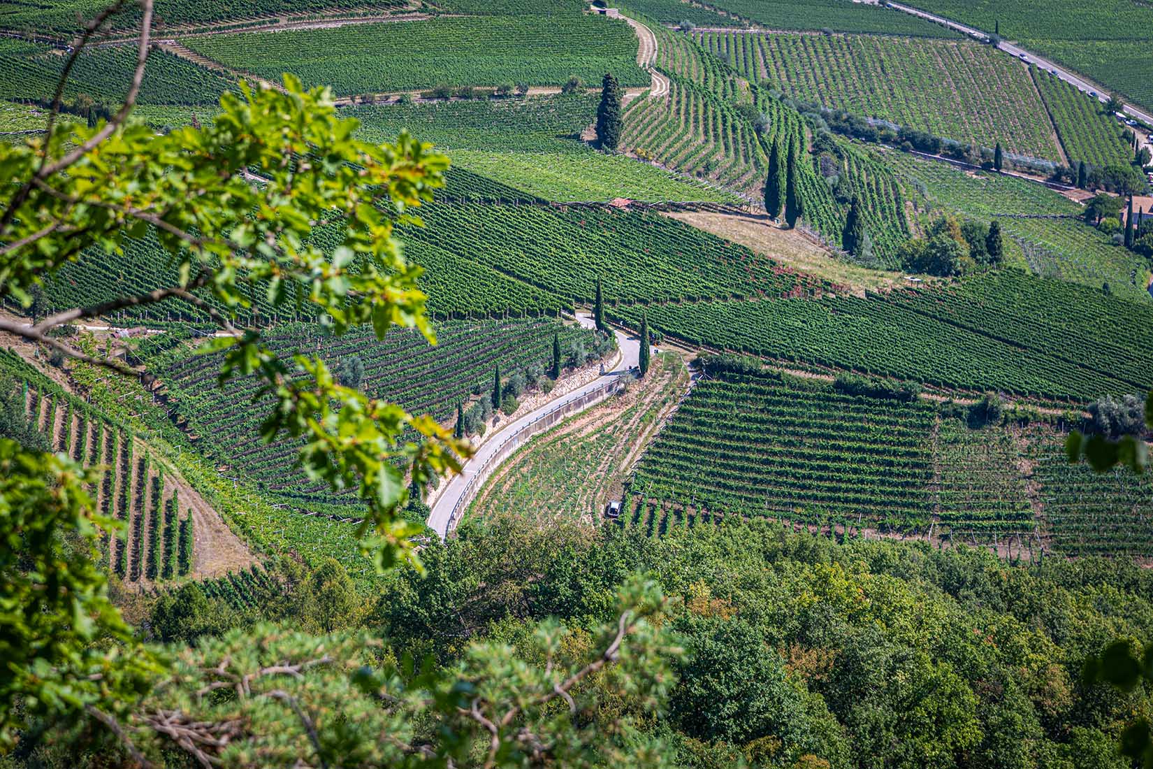 Weinberge Rastenbachklamm